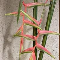 習美堂半日閑人文茶空間