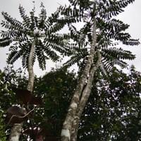 Malapapaya