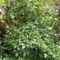 Balai lamok/Salingbobog