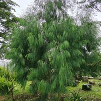 Agoho