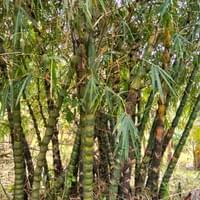 Buddha's belly bamboo