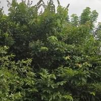 Banaba
