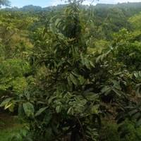 Kamagong