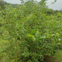 Black mulberry