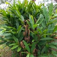 Langkawas/Galangal