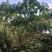 Philippine Teak
