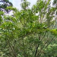 Salisi (Balete)