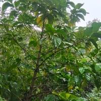 Noni/apatot/bangkoro