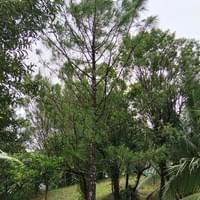 Benguet pine