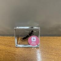 蠷螋(婆羅洲產)