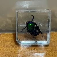 藍豔白點花金龜