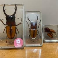 二點赤鋸鍬形蟲