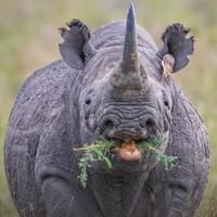 A black Rhinoceros 