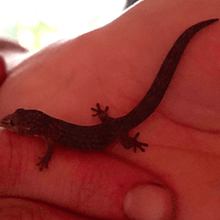 Chameleon Gecko