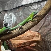 Emerald Tree Skink Pair