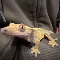 Charmelion The Crested Gecko