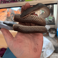Male Sunbeam Snake