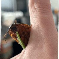 Even the Inverts