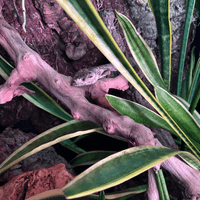 Pink Tongue Skink
