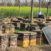 Bee farm