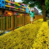 ［優選］作品名：中興河道黃金雨　攝影：彭祺浩