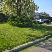 Frontyard Mowing
