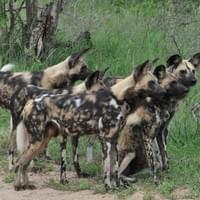 Photo Credit Hal Cooks