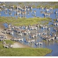 Photo Credit Natural Selection