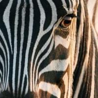 Photo Credit Hans Veth