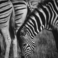 Photo Credit Anika De Klerk