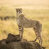 Photo Credit Wolf Schram