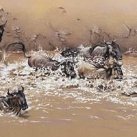 Great Migration River Crossing