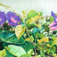 Morning Glories