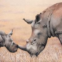 Endangered White Rhinos