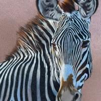 Grevy's Zebra