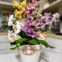 Orchids