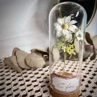 Flannel Flower
