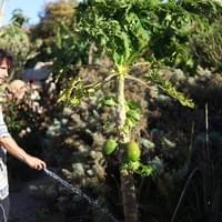 Javier watering the "Oasis"