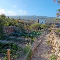 Veggie Garden Growing