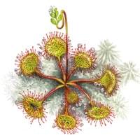 Rosolis rotundifolia - Houssot