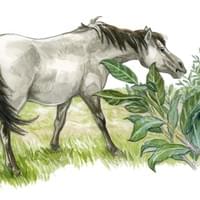 Konik- Pagny-sur-Meuse