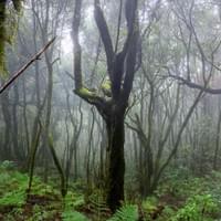 La Laurisylva, la Gomera.