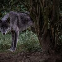 Les loups de Philippe