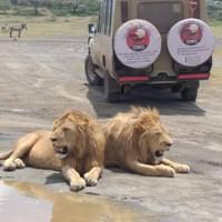 King of the Jungle