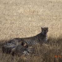 Serengeti Experience