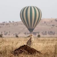 Balloon Safari Experience