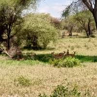 Impala's