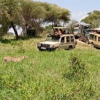 Cheetah Came to say Hello