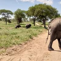 Elephant's Family