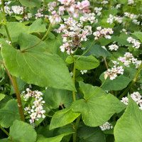 Buchweizen auf dem Lämmerhof